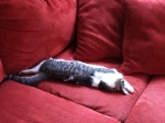Sleeping cat on couch
